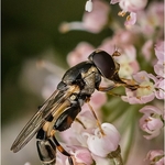 3rd Digital Syritta pipiens Cheryl Hewitt