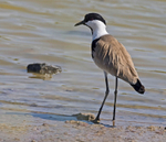 Spur Winged Plover/Lapwing.