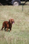 Class 32 - Dog To Take Home portfolio