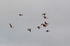 Greater (Greenland) White-fronted Geese