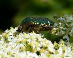 20110614-IMG_5784