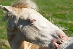 AnimalsCreatures _0019