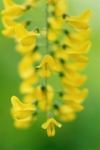 Laburnum