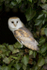 BARN OWL / REF BO 4