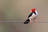 Yellow-billed Cardinal, Porto Jofre, Brazil