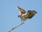 Osprey - Pandion haliaetus