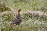 Red Grouse
