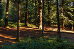 Thorncombe Woods, Dorchester
