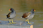 Moorhens