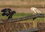 Barn Owl