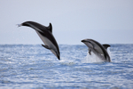 Two Dusky Dolphins breaching, Chile