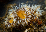 Sagartia elegans