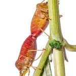Green shield bug, ( Palomena prasina) mating pair