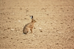 Brown Hare