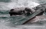 WDP014: Pilot Whale Family