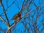 Redwing