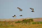 Barnacle Geese