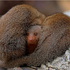 Mongoose Family