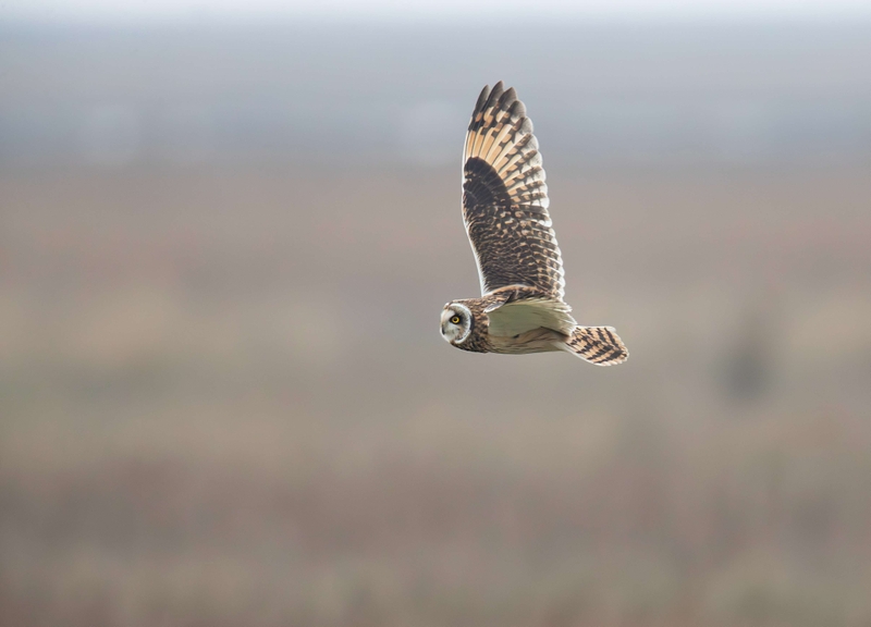 Short Eared Owl