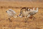 Sandhill Cranes fighting, Bosque del Apache, New Mexico