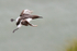 Guillemot on landing approach, RSPB Bempton Cliffs