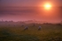 Sheep at Sunset