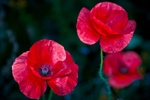 Poppy Lustre