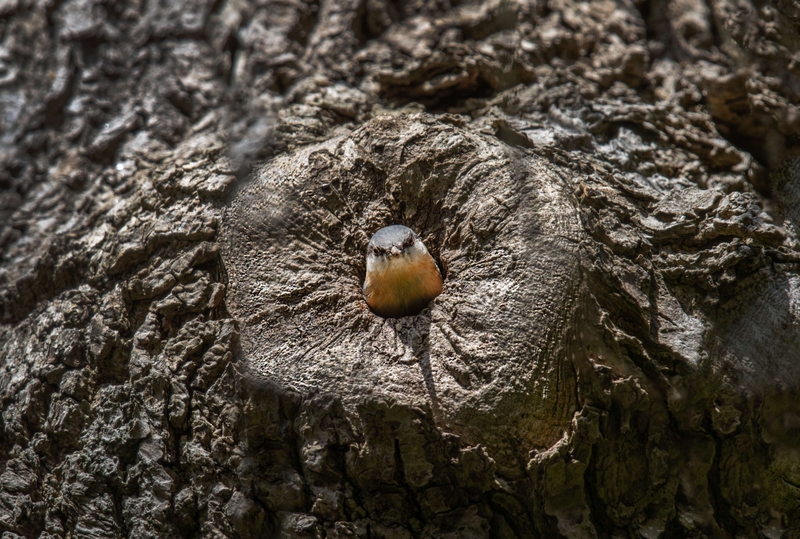 Nuthatch - River Bollin - Cheshire