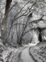 Lydbrook Lane
