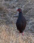 Red-Necked Spurfowl portfolio