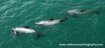 NZ020: Hector's dolphins