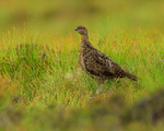 Scottish Red Grouse, low angle shot
