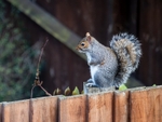 Grey Squirrel
