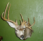 M. Knight Mule Deer