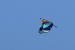 Indian Roller flying, wings down, Panna, Madhya Pradesh, India