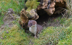 Stoat