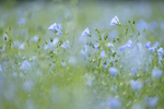 19th May Flax Flowers