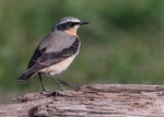 Wheatear 1