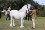 Class 12: M & M Small Breeds portfolio
