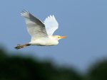 Cattle Egret in flight