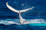 Tail Slapping White. 0A3A0952