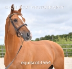 equiscot3564
