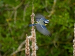 Blue Tit