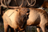Bugling Herd Bull