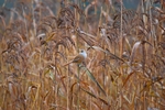 Bearded Tit