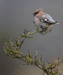 WAXWING HALKYN 22
