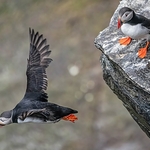 BBW-04-Birsay Puffins