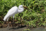 Great Egret with fish,...