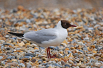 Black-headed Gull
