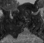 Bison Buddies